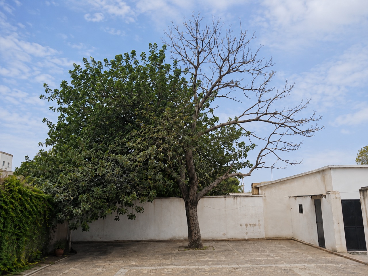 Árvore com copa desequilibrada: um lado frondoso e o outro sem folhas